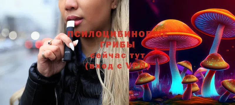 Псилоцибиновые грибы Cubensis  Ивдель 